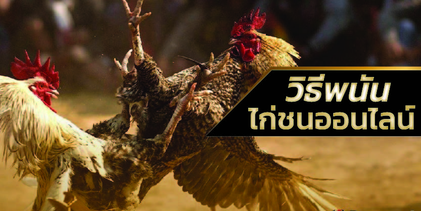วิธีการเล่นกติกา แทงไก่ชนออนไลน์